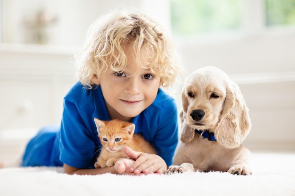 Who Keeps the Family Pets After a Divorce?